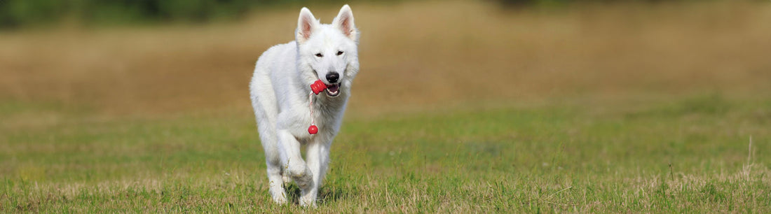 Grünlippmuschel - Wundermittel gegen Arthrose? 
